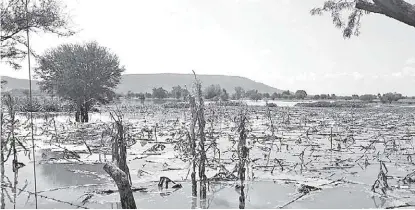  ?? MILENIO ?? La pérdida de cultivos ha sido principalm­ente por la abundancia de lluvia