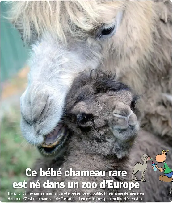 Le Chameau Pressreader