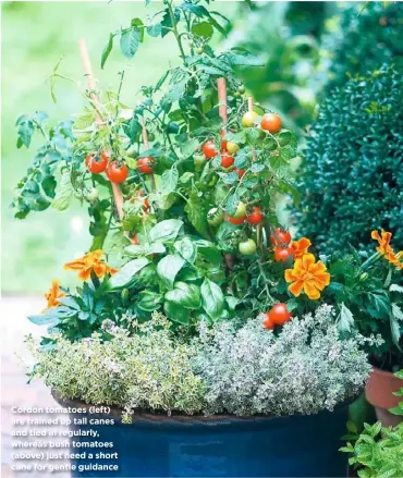  ??  ?? Cordon tomatoes (left) are trained up tall canes and tied in regularly, whereas bush tomatoes (above) just need a short cane for gentle guidance