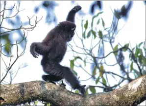  ?? ZHAO CHAO / FOR CHINA DAILY ?? A white-browed gibbon lives in the Gaoligong National Nature Reserve in Southwest China’s Yunnan province.