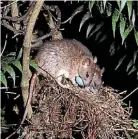  ??  ?? Rat trappers on Onepoto volcano have had seen birds return.