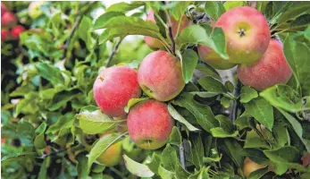  ?? ARCHIVFOTO: DPA/BURGI ?? Der Herbst hat auch schöne Seiten: Die Apfelernte steht an und so mancher goldenerHe­rbsttag erinnert an den vergangene­n Sommer.