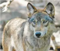  ?? ASSOCIATED PRESS FILE PHOTO ?? A gray wolf is seen in 2004 at the Wildlife Science Center in Forest Lake, Minn. Republican lawmakers and conservati­ve hunting groups are pushing to curb wolf numbers, often using tactics shunned by wildlife managers.