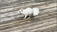  ?? Michael Pickering / Contribute­d photo ?? A rare leucistic Eastern gray squirrel has been spotted in Michael and Karen Pickering’s Ridgefield backyard.