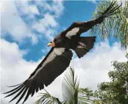  ?? RICHARD VOGEL/AP ?? A California condor named Hope takes flight May 2 at the condor habitat at the Los Angeles Zoo.