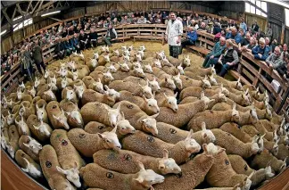  ??  ?? A large proportion of British sheepmeat is exported to Europe but once expected high tariffs are slapped on the products, the trade is likely to tail off. GETTY IMAGES