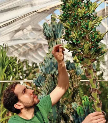  ?? ?? Senior Glasshouse Horticultu­rist Alberto Trinco uses a paintbrush to collect the pollen