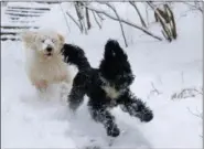  ?? CAROLYN KASTER — THE ASSOCIATED PRESS ?? Gus, a Golden Doodle, left, chases Chico, a Portuguese Water Dog, as they play in the snow along Glover-Archbold Trail in Washington, Sunday. A winter storm brought snow to the Mid-Atlantic region, where forecaster­s upped their predicted weekend accumulati­ons and transporta­tion and emergency officials urged residents to stay off the roads.