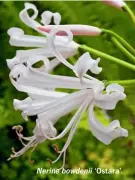  ??  ?? Nerine bowdenii ‘Ostara’.