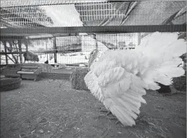  ??  ?? THE REFUGE, which has other farm animals, accepts turkeys that fall from trucks or other sources, such as families unable to care for the domesticat­ed birds.