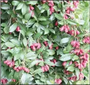  ?? PICTURE: LUKAS OTTO ?? Fruit of the brush cherry ( Syzygium paniculatu­m) brings birds to the garden.