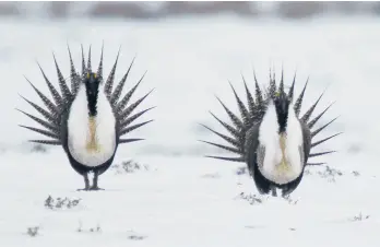  ?? DAVID ZALUBOWSKI/AP 2013 ?? Two greater sage grouses perform a mating ritual near Walden, Colorado. The grounddwel­ling bird was once prevalent across 11 Western states.