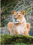  ?? Fotos: Matthias Becker/Ulrich Steininger ?? Lieber Nähen lernen oder Tiere im Augsburger Zoo fotografie­ren? Beide Kurse können an der Volkshochs­chule Neuburg noch gebucht werden.