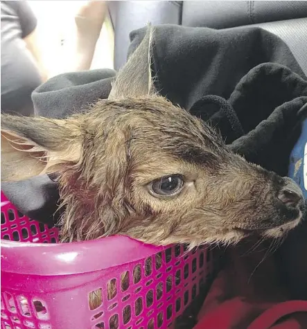  ?? FACEBOOK ?? Sean Steele of Barrhead used a hunting knife to perform a caesarean section on a dying deer hit by a car near Smithers, B.C. The fawn, seen above, was saved and is being cared for by a B.C. wildlife group.