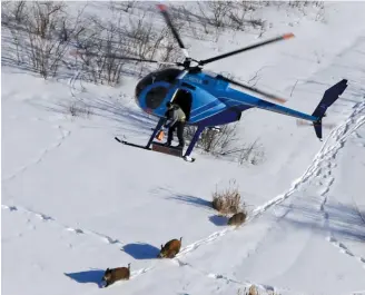  ??  ?? Researcher­s trap wild pigs, then release one with a GPS collar so it will lead them to other groups