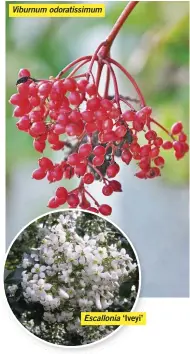  ?? ?? Viburnum odoratissi­mum
Escallonia ‘Iveyi’