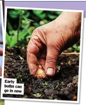  ?? ?? Early bulbs can go in now
