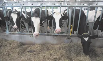  ?? CP FILE PHOTO ?? Cows graze at a dairy farm in SaintHenri-deTaillon, Que. in September. Prime Minister Justin Trudeau has pledged compensati­on to dairy farmers to make up for the concession­s made in the United States-MexicoCana­da Agreement.