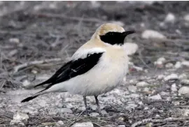  ?? Photo: Malcolm Palmer ?? Black-eared wheatear