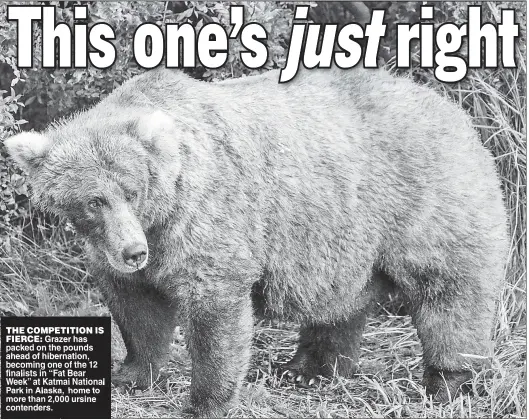  ?? ?? THE COMPETITIO­N IS FIERCE Grazer has packed on the pounds ahead of hibernatio­n becoming one of the 12 finalists in “Fat Bear Week” at Katmai National Park in Alaska home to more than 2 000 ursine contenders.