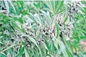  ?? MIAMI HERALD C.M. Guerrero ?? A marijuana plant at a legal cultivatio­n facility in Southwest Dade.