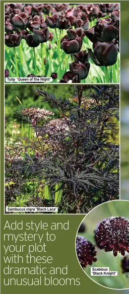  ?? ?? Tulip ‘Queen of the Night’
Sambucus nigra ‘Black Lace’
Scabious ‘Black Knight’