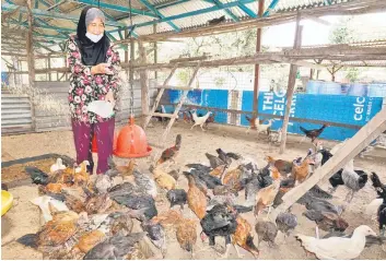  ?? — Bernama photo ?? Habsah feeds the free-range chickens at her farm.