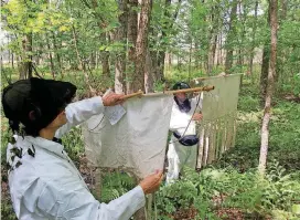  ?? [PHOTO BY SHEILA M. ELDRED] ?? Minnesota Health Department researcher Dave Neitzel checks his drag cloth for ticks as intern Ellen Meis does likewise.