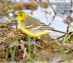 ??  ?? Female Citrine Wagtail, Pilning Wetland, Northwick Warth, Gloucester­shire, April