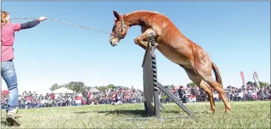  ?? PHOTOGRAPH COURTESY OF RUSS WILSON ?? Ragin’ Rooster takes the jump encouraged by Maranda Stites. Rooster tied for second place clearing 51 inches in the Mule Jump for mules 51 inches and taller.