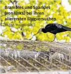  ?? MARKUS TRAUSSNIG (7) ?? Brambles und Sparkles (von links) bei ihren allererste­n Flugversuc­hen