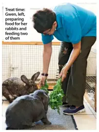  ??  ?? treat time: gwen, left, preparing food for her rabbits and feeding two of them