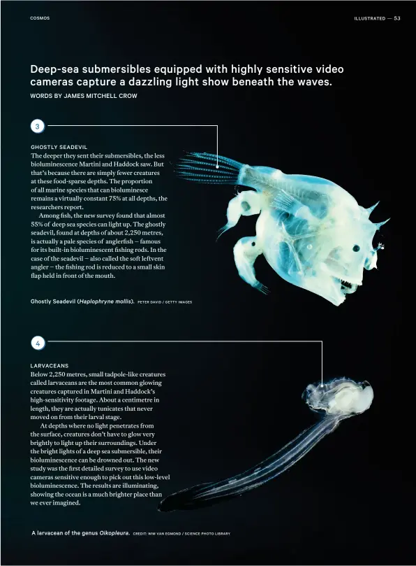  ?? PETER DAVID / GETTY IMAGES CREDIT: WIM VAN EGMOND / SCIENCE PHOTO LIBRARY ?? Ghostly Seadevil ( Haplophryn­e mollis). A larvacean of the genus Oikopleura.