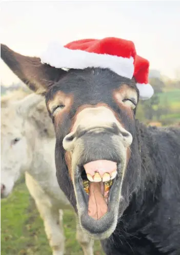  ??  ?? This festive donkey is enjoying the most wonderful time of the year. Photo by Jessica Harrison