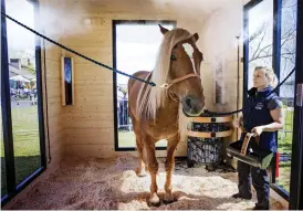  ??  ?? gaMMal tradition. Först i 30 grader, sedan i 70 grader. Det är hästens bastutempe­raturer. Finnhästen Hevillä älskar bastu, berättar Jaana Komulainen.