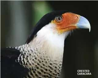  ??  ?? CRESTED CARACARA