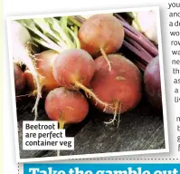  ??  ?? Beetroot are perfect container veg