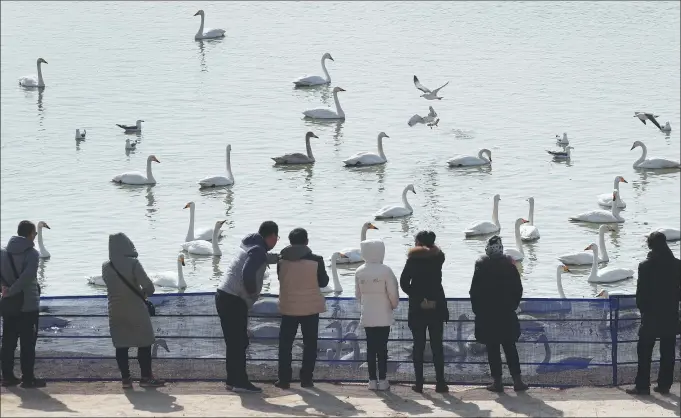  ??  ?? Every winter, more than 100,000 tourists visit Rongcheng Swan Lake in Shandong province.