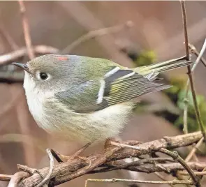  ?? MCCORMAC JIM ?? A male ruby-crowned kinglet, photograph­ed on Jan. 2 in Hocking County
