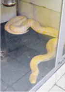  ??  ?? Burmanski albino piton lat. Python bivittatus Regija jugoistočn­a Azija dužina najveći je piton, naraste od 5,5 metara i masom od 71 kg