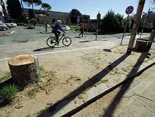 ?? (foto Giuliano Benvegnù) ?? Gli alberi a rischio crollo tagliati in viale Tiziano