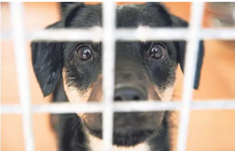  ?? FOTO: ANDREA WARNECKE/DPA ?? Ein kleiner Mischlings­hund schaut mit großen Augen durch das Gitter seines Tierheim-Geheges.