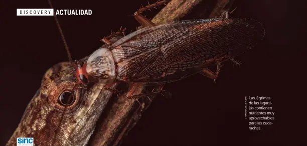  ??  ?? Las lágrimas de las lagartijas contienen nutrientes muy aprovechab­les para las cucarachas.