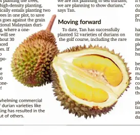  ??  ?? The overwhelmi­ng commercial success of durian varieties like Musang King has resulted in the phasing out of others.