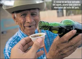  ?? Foto: AFP ?? El cocuy es un licor extraído del agave, planta que crece en montañas del este del país.