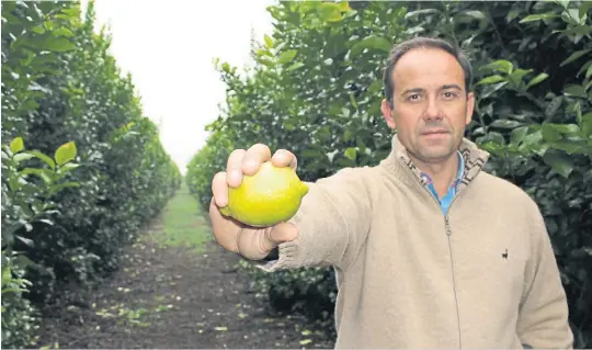  ??  ?? Limonero. Diego Segura, responsabl­e de producción de la firma, en un lote de limón. De este cítrico se hacen 150 hectáreas y tienen expectativ­a de exportar a EE.UU.