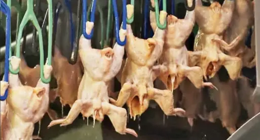 ??  ?? Killing food bugs: Chicken carcasses pass through a chlorine wash at a processing plant in the US