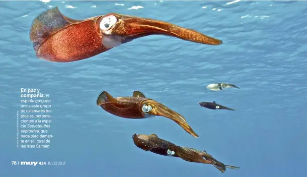  ??  ?? En paz y
compañía. El espíritu gregario une a este grupo de calamares tropicales, pertenecie­ntes a la especie Sepioteuth­is sepioidea, que nada plácidamen­te en el litoral de las islas Caimán.