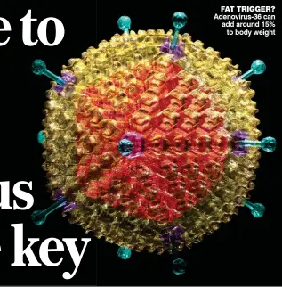  ??  ?? FAT TRIGGER? Adenovirus-36 can add around 15% to body weight