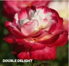  ??  ?? DOUBLE DELIGHT